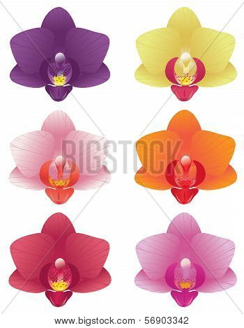 Orchid Colors