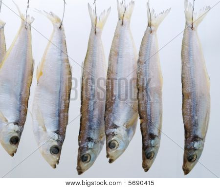 Pesce secco