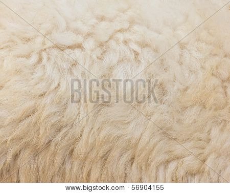 Textured Of Wool Sheep Closeup