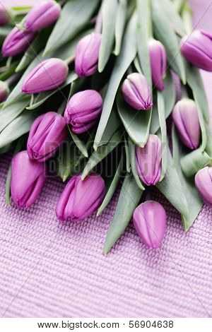 lovely tulips on pink - flowers and plats