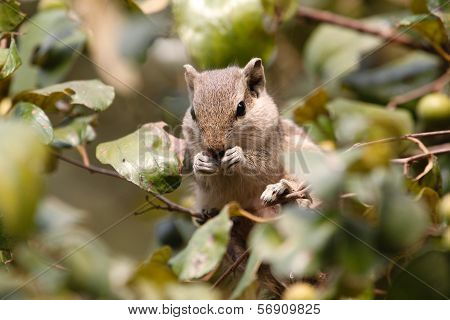 SQUIRREL