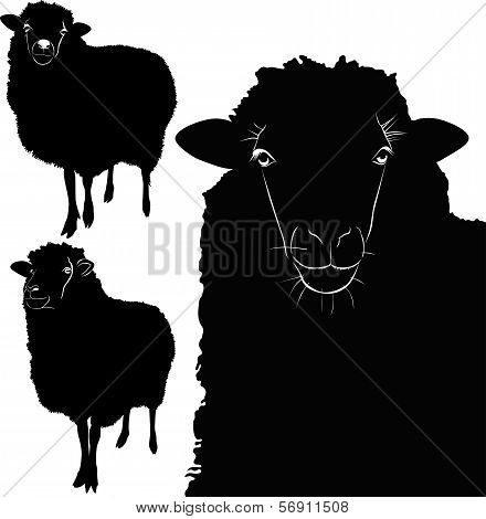 animal sheep lamb vector