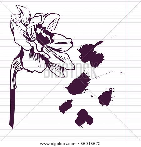 Ink drawing daffodil