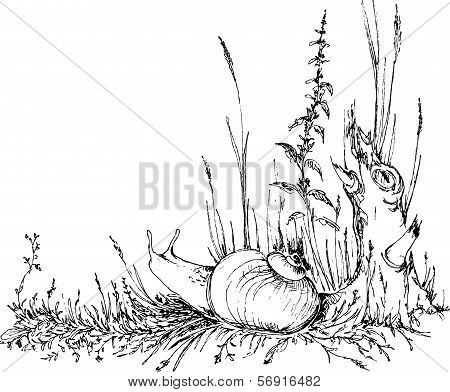 hand drawn snail in the grass