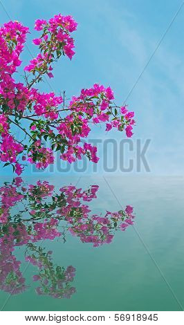 Bounganvillea Over Water