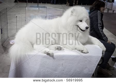 People And Dogs At The International Dogs Exhibition Of Milan, Italy