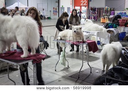 People And Dogs At The International Dogs Exhibition Of Milan, Italy