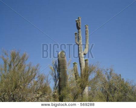 Deserto do Arizona - Cactus
