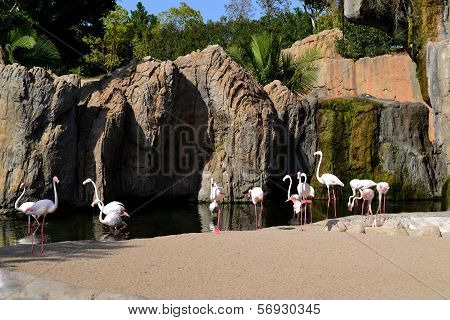 Flamingo