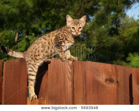 Maschio di Serval Savannah gattino