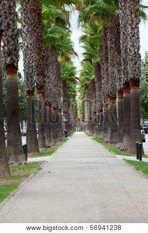 The neverending avenue with palms in Manacor. Majorca Spain