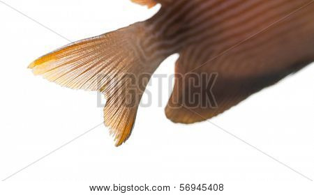 Close-up of a Kole Tang caudal fin, Ctenochaetus strigosus, isolated on white