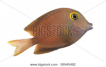 Side view of a Kole Tang, Ctenochaetus strigosus, isolated on white