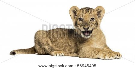 Side view of a Lion cub lying, roaring, 10 weeks old, isolated on white