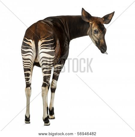 Rear view of an Okapi, looking back, sticking its tongue, Okapia johnstoni, isolated on white