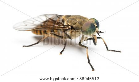 Side view of a Horsefly, Tabanus, isolated on white