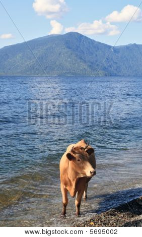 Ko i vand