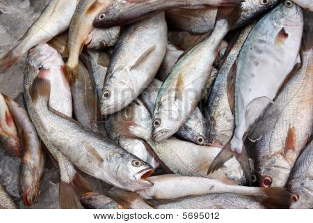 Pesce appena pescato
