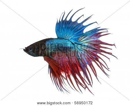 Side view of a Siamese fighting fish, Betta splendens, isolated on white