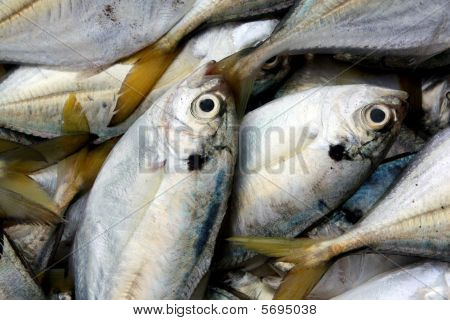 Pesce giallo pinne