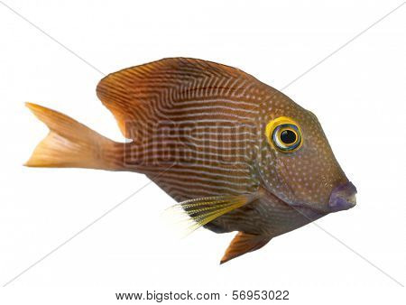 Side view of a Kole Tang, Ctenochaetus strigosus, isolated on white