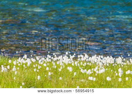 A Lake With Cottongrass In Northern Norway