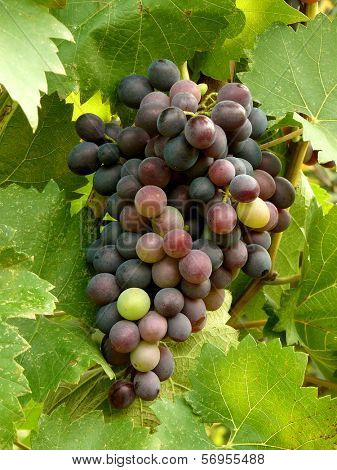 ripening grape cluster on the vine