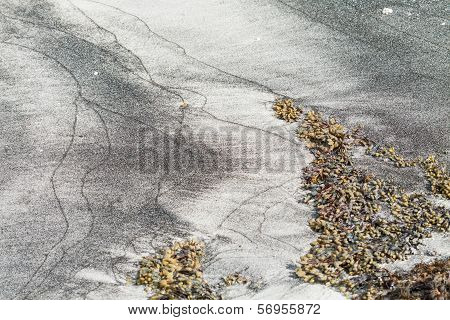 Untouched Beach After A Lowtide