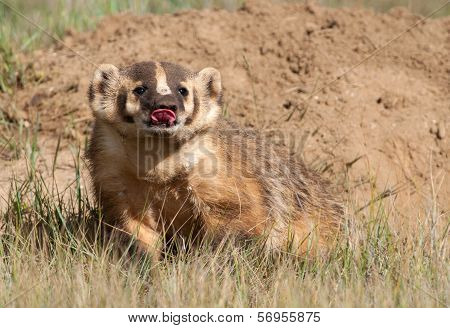 American Badger