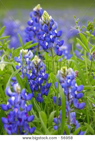 Maximální bluebonnet trojúhelník