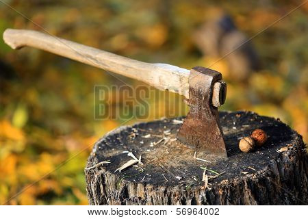 axe in log and two nuts - photo wit shallow DOF