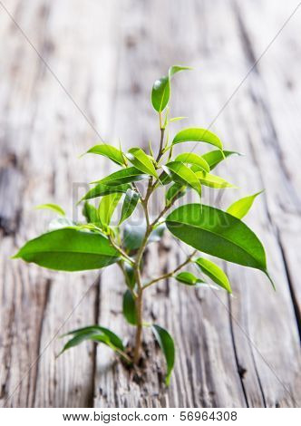 Green ficus benjamina on wood