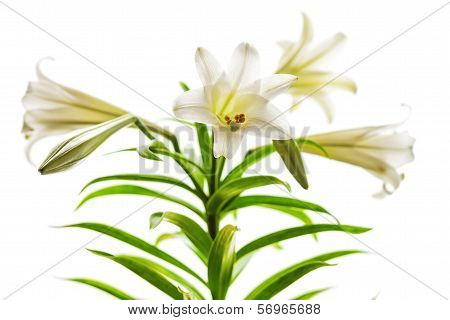 Easter Lilies High Key