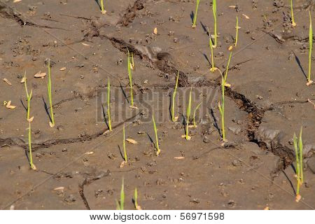 Rice seeding