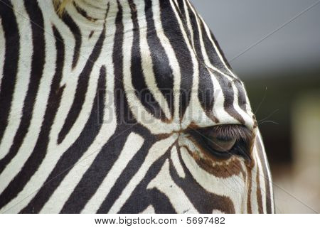 Zebra
