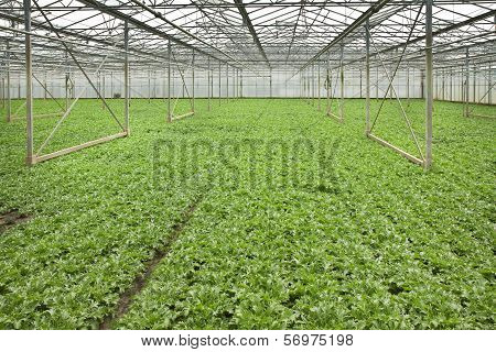Growing Andive Plants In Glasshouse