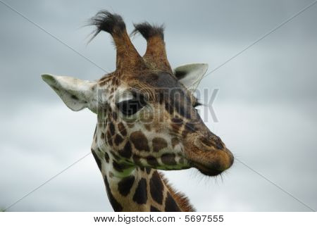 Giraffe3