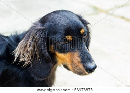 Cute Daschund