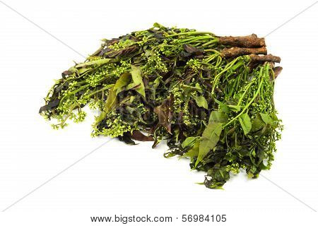 Margosa Plant From Neem Tree