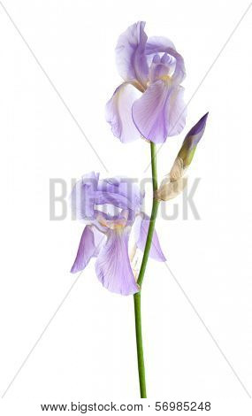 Light lilac flower isolated on a white background. Iris croatica