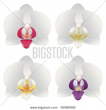 Orchid White