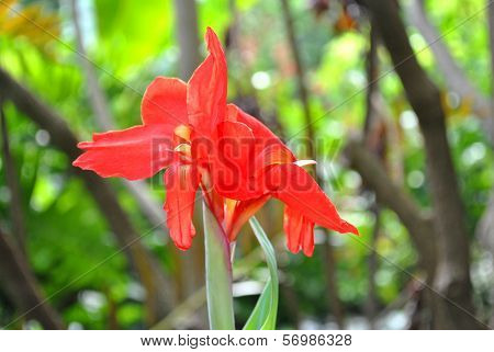 Canna generalis President