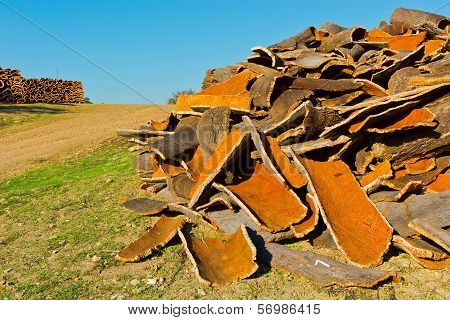 Corkwood