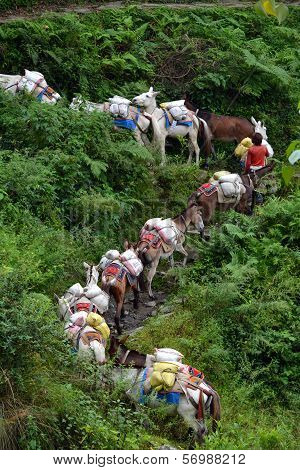 A Shepherd With A Caravan Of Donkeys Carrying Supplies In The Himalayas