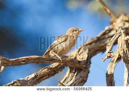 Young Cape Sparrow (passer Melanurus)