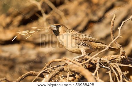 Cape Sparrow (passer Melanurus)