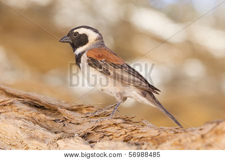 Cape Sparrow (passer Melanurus)