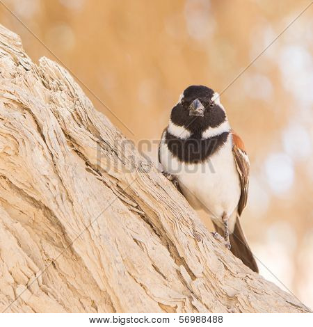 Cape Sparrow (passer Melanurus)