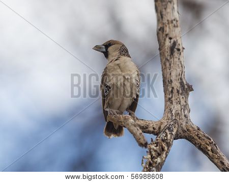 Cape Sparrow (passer Melanurus)