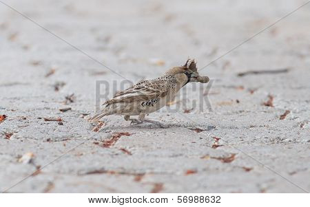 Cape Sparrow (passer Melanurus)